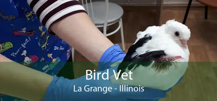Bird Vet La Grange - Illinois