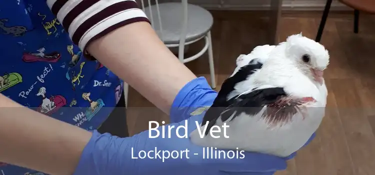 Bird Vet Lockport - Illinois