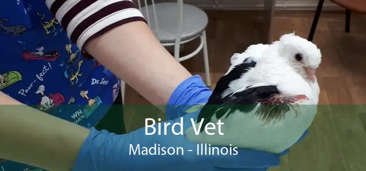 Bird Vet Madison - Illinois