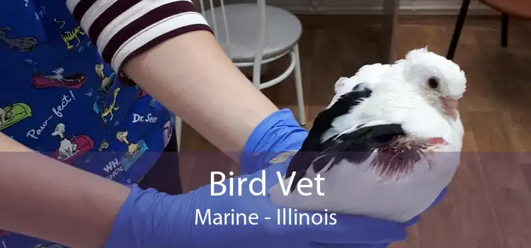 Bird Vet Marine - Illinois