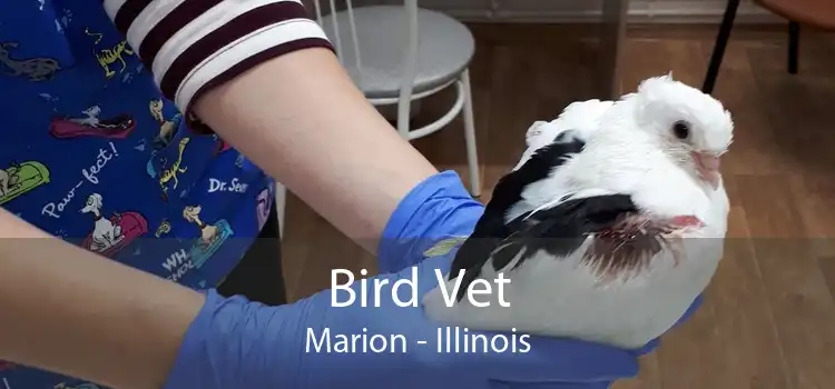 Bird Vet Marion - Illinois