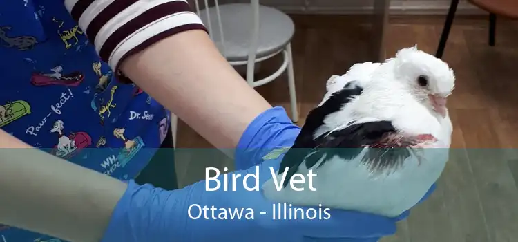 Bird Vet Ottawa - Illinois