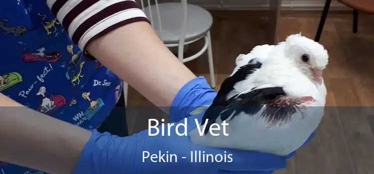 Bird Vet Pekin - Illinois