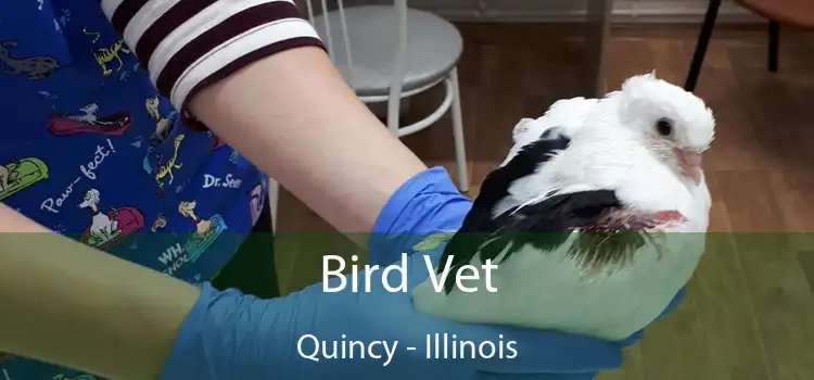 Bird Vet Quincy - Illinois