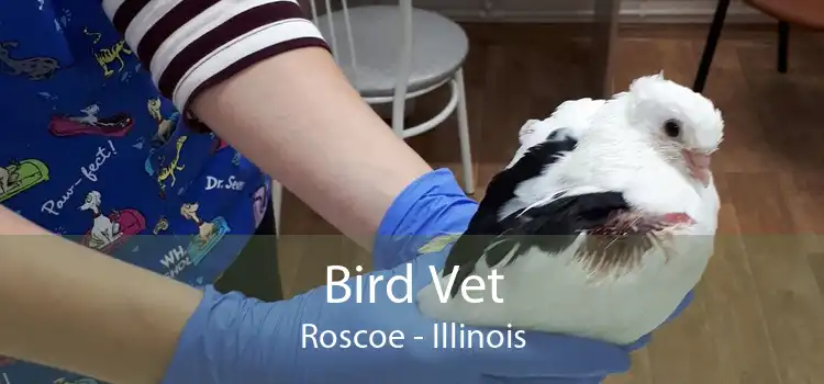 Bird Vet Roscoe - Illinois