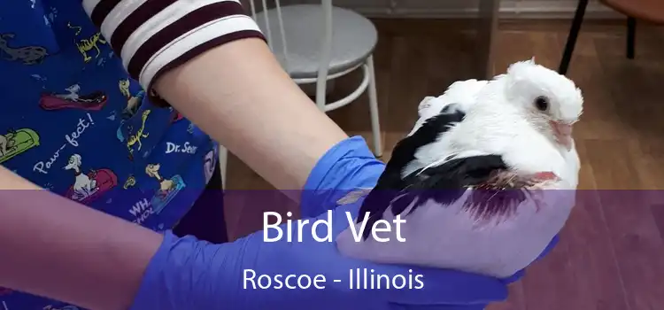 Bird Vet Roscoe - Illinois