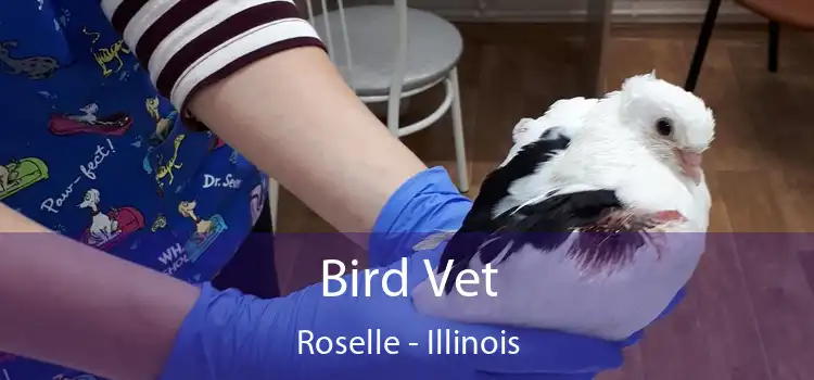 Bird Vet Roselle - Illinois