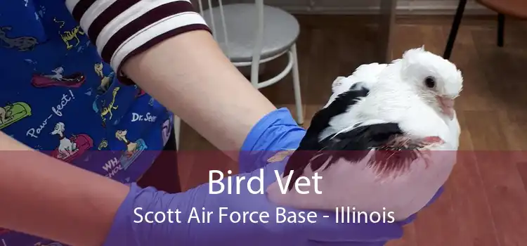 Bird Vet Scott Air Force Base - Illinois