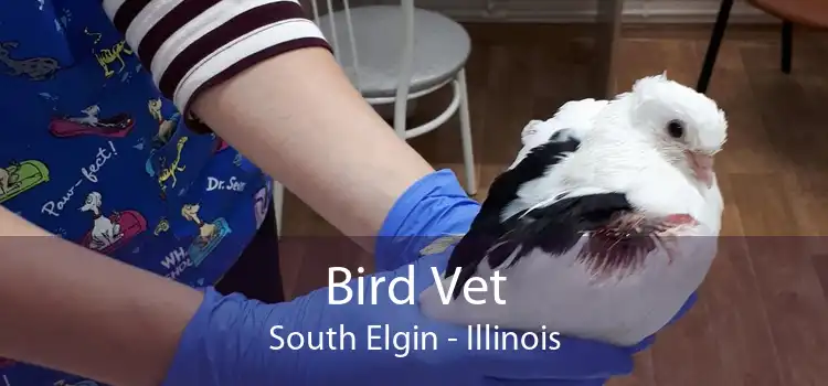 Bird Vet South Elgin - Illinois