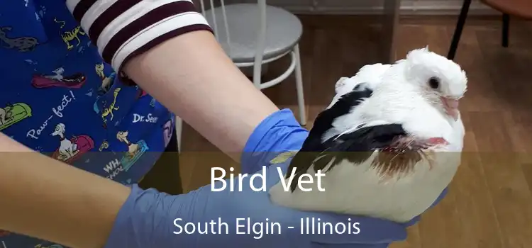 Bird Vet South Elgin - Illinois
