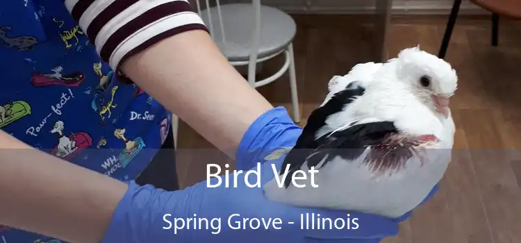 Bird Vet Spring Grove - Illinois