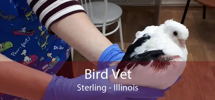 Bird Vet Sterling - Illinois