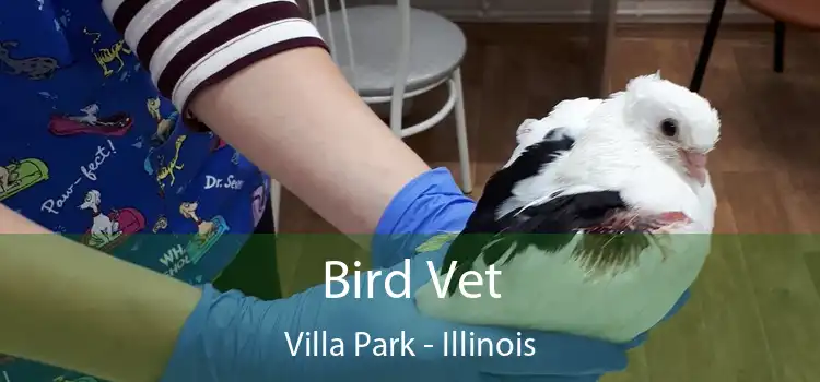 Bird Vet Villa Park - Illinois