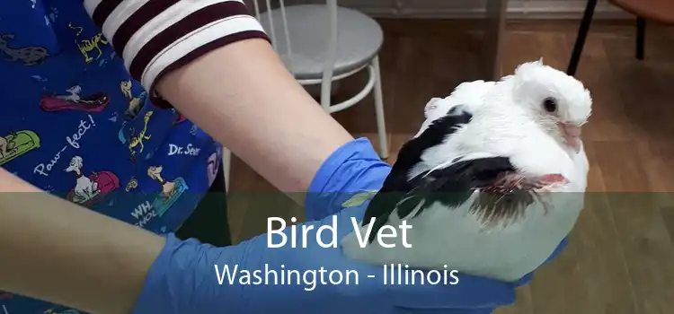 Bird Vet Washington - Illinois