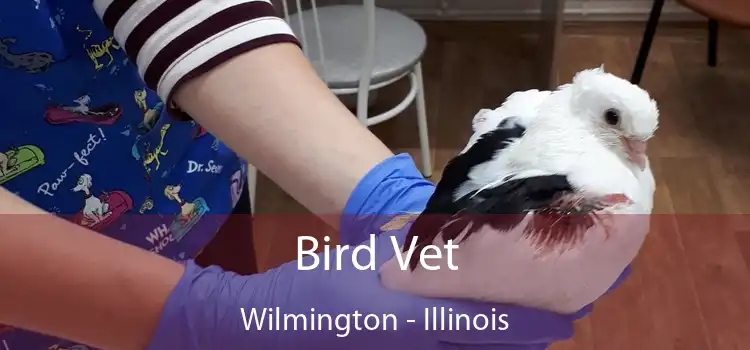 Bird Vet Wilmington - Illinois