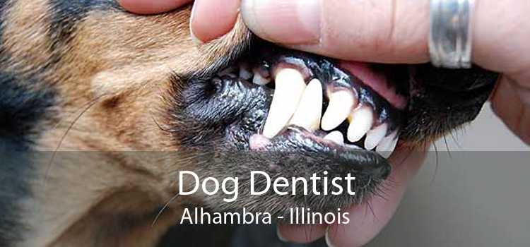Dog Dentist Alhambra - Illinois