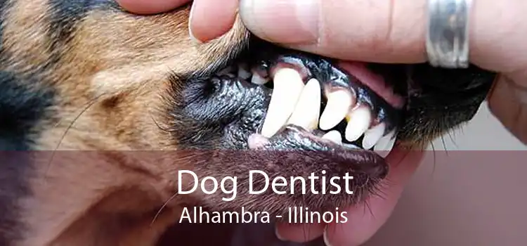 Dog Dentist Alhambra - Illinois