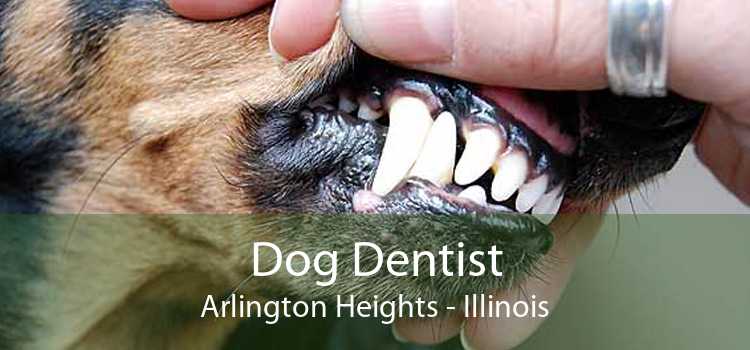Dog Dentist Arlington Heights - Illinois