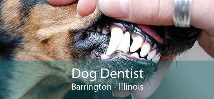 Dog Dentist Barrington - Illinois
