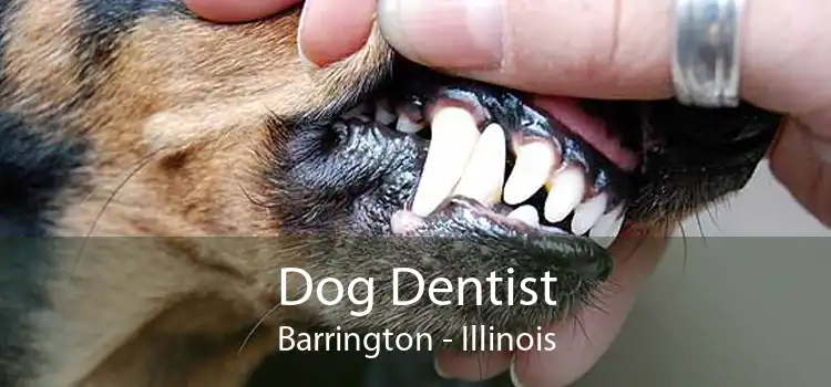Dog Dentist Barrington - Illinois