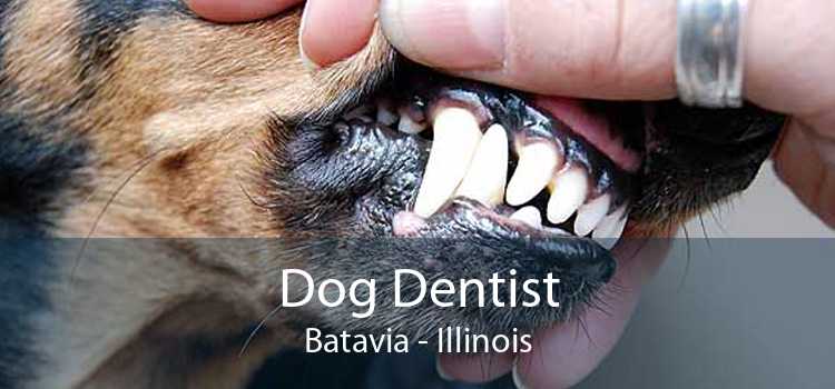 Dog Dentist Batavia - Illinois