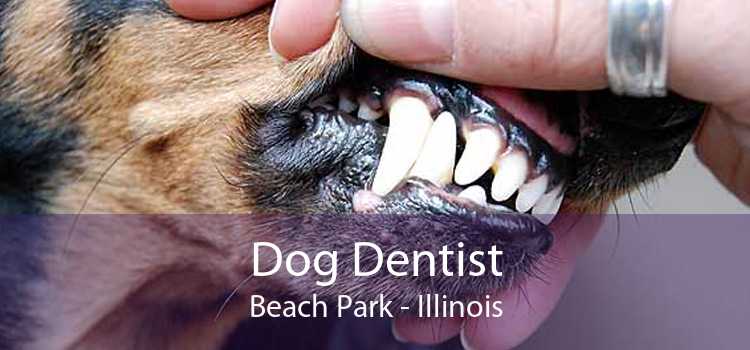 Dog Dentist Beach Park - Illinois