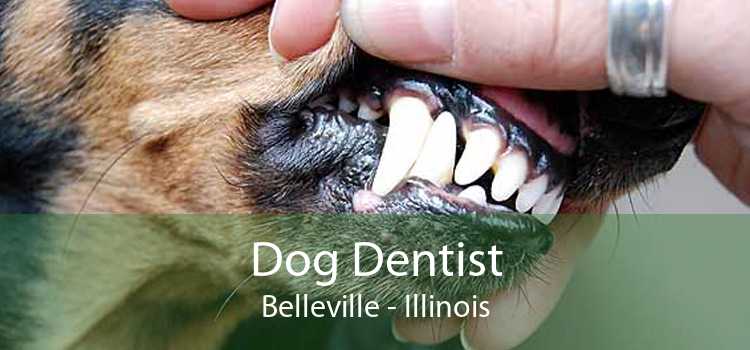 Dog Dentist Belleville - Illinois