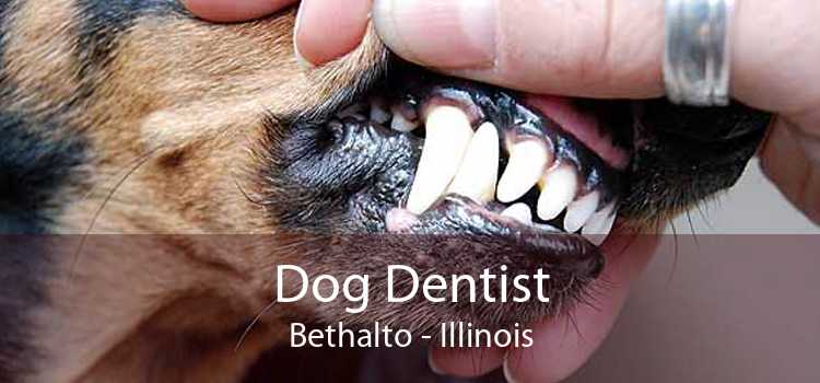 Dog Dentist Bethalto - Illinois