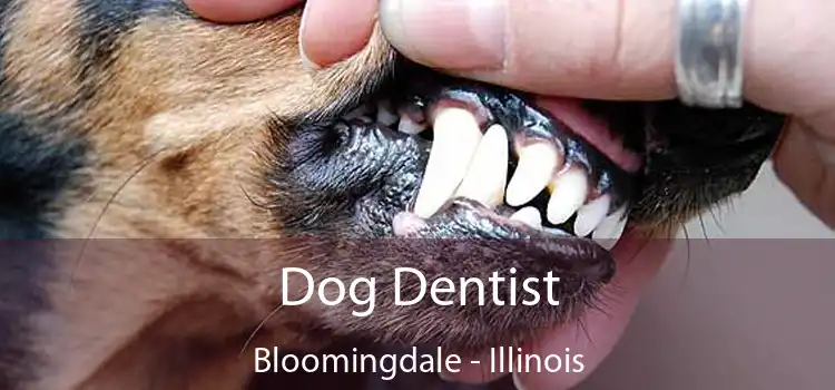 Dog Dentist Bloomingdale - Illinois
