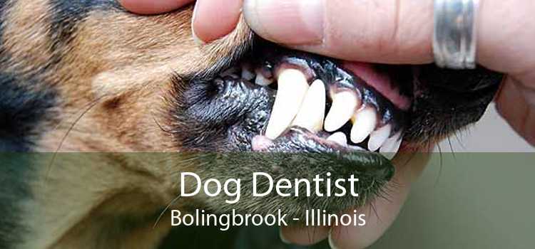Dog Dentist Bolingbrook - Illinois