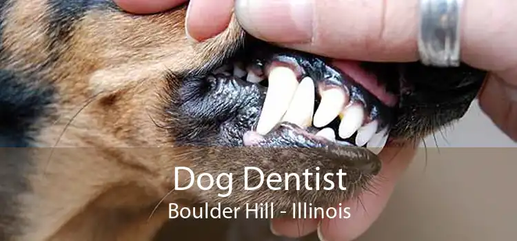 Dog Dentist Boulder Hill - Illinois
