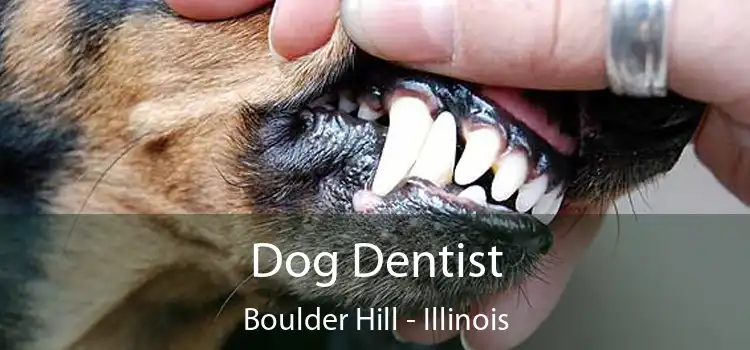 Dog Dentist Boulder Hill - Illinois