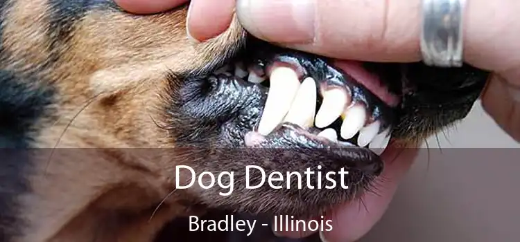 Dog Dentist Bradley - Illinois