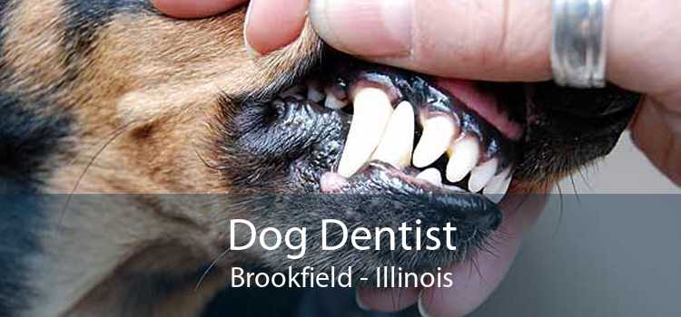 Dog Dentist Brookfield - Illinois