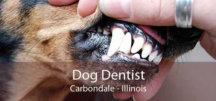 Dog Dentist Carbondale - Illinois