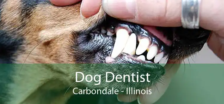 Dog Dentist Carbondale - Illinois
