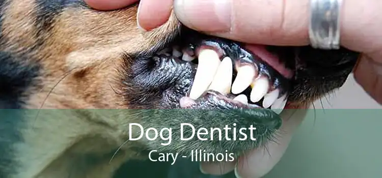 Dog Dentist Cary - Illinois