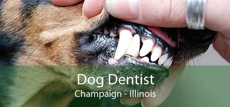 Dog Dentist Champaign - Illinois