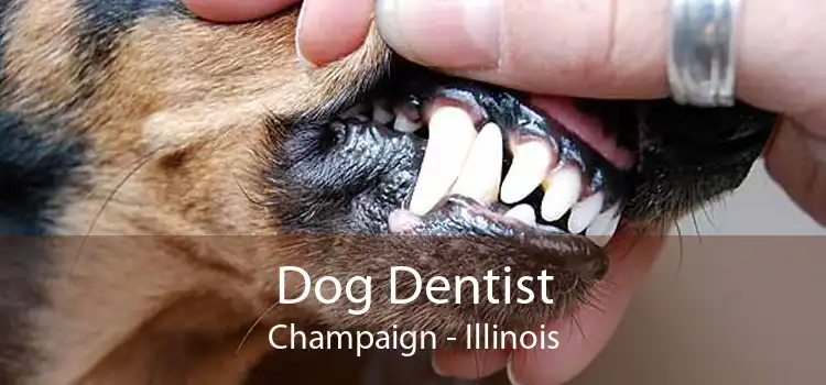 Dog Dentist Champaign - Illinois