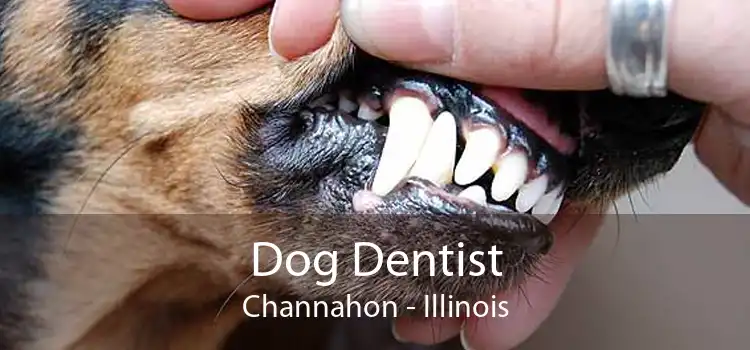 Dog Dentist Channahon - Illinois