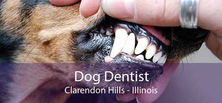 Dog Dentist Clarendon Hills - Illinois