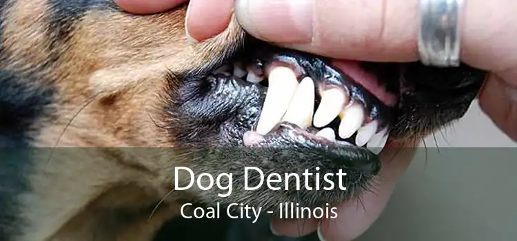 Dog Dentist Coal City - Illinois