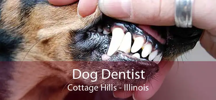 Dog Dentist Cottage Hills - Illinois