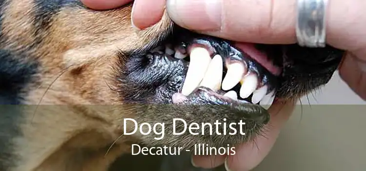 Dog Dentist Decatur - Illinois