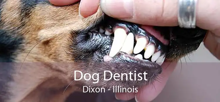 Dog Dentist Dixon - Illinois