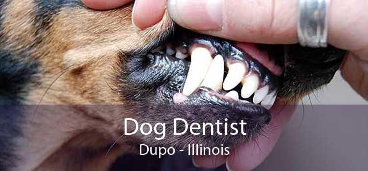 Dog Dentist Dupo - Illinois