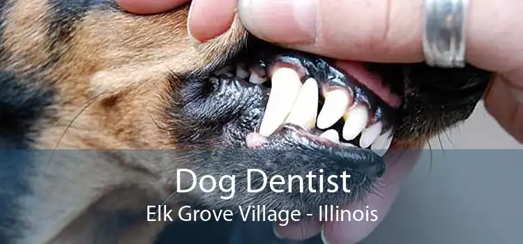 Dog Dentist Elk Grove Village - Illinois