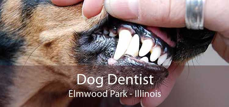 Dog Dentist Elmwood Park - Illinois