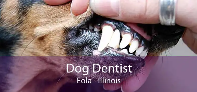 Dog Dentist Eola - Illinois
