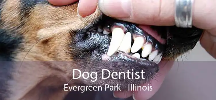 Dog Dentist Evergreen Park - Illinois